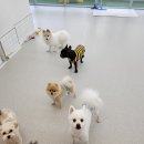 에브리댕 | [세종] 강아지 유치원/호텔/미용 &#39;에브리댕&#39; 한 달 솔직후기