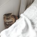 상록마을우성아파트 이미지