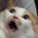 세린약국 | 유레아크림 4개월 쓴 전후차이ㅠ(필독!)