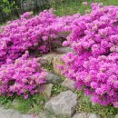 사라수변공원 이미지