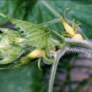 호박넝쿨 이미지