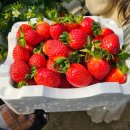 햇살농장 | [일산 딸기농장] 햇살딸기토마토농원 딸기체험 후기 📌마트 딸기와는 달랐던 이유