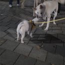 부산동물병원 | [16살 노령견 스케일링 후기] 부산연산동동물병원, 스케일링 강행 이유 | 상담 수술 전 검사 | 마취...