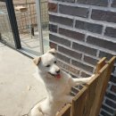 쇼콜라펜션 | 강릉스파펜션 쇼콜라펜션 만족 후기!