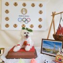 베베 애견유치원 이미지