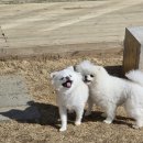 왈가왈부 반려견센터 이미지