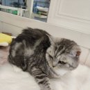 dog조아 이미지