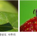 (山 바보) 36. 숲의 오작교 곤충, 내 친구 ‘땡삐' 이미지