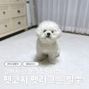 코지펫 | 강아지 관절 걱정일 때 가장 먼저 바꿔야 할 것! 펫코지 미끄럼방지펫러그 솔직후기