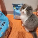 무인도 | 먼지없고 기호성 좋은 고양이 화장실 벤토나이트모래 무인도샌드 사용 후기