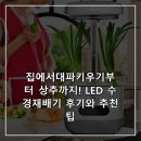 상추집 | 집에서대파키우기부터 상추까지! LED 수경재배기 후기와 추천팁