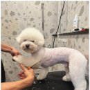 서면애견미용 맘바이 강아지 미용실 이미지
