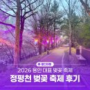 정평천 | 용인 2026 봄 축제, 정평천 벚꽃축제 봄 밤을 물들인 후기!