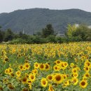 **법원리 해바라기축제** 이미지