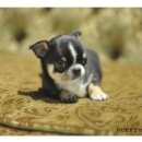 이리오개 이미지