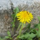 다시 봄 이미지