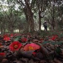 다산초당 이미지