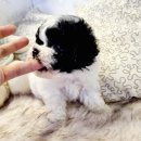 부평가족사랑한의원 | 부평 강아지분양후기, 우리 가족의 행복을 가져다준 소중한 경험