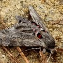 하대1리 이미지