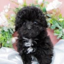 곱슬강아지 이미지