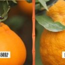 내혜홀농장 이미지