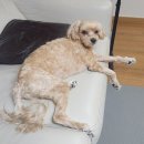 역삼2-117 | [역삼] 호앙비엣