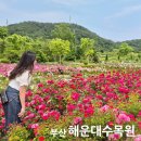 부산 장미 명소 해운대수목원 장미축제 실시간 입장료 지도 카트 아이와 피크닉 까지