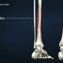 장지 굴근 (flexor digitorum longus) 이미지