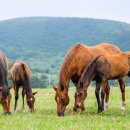 자선목장 이미지