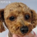 카카오독 이미지