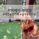 커피베이부평점 | 커피베이 부평점 대형견 실내동반 가능 인천 애견동반 카페