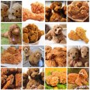 (주)하랑디자인 | 꽃과 핑크를 사랑하는 여성