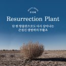 크림우드 이미지