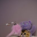 양주고양이분양 모나미네코 옥정신도시점 이미지