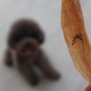 프라독 쿡 이미지