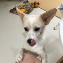 다정한 동물병원 | 영암 삼호 동물병원 / 중성화부터 예방접종까지 마음 편히 맡기는 병원 / 과잉진료 없는 정직한 곳✨