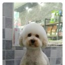 뽀송 이미지