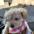 원흥역 애견 미용실 &#39;퍼피돌&#39;에서 목욕+얼굴컷 미용한 후기 :)