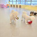 하이뭉치 유치원 이미지