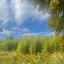 위드카센타 이미지