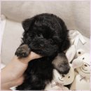 행복한강아지 이미지