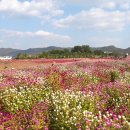 양주 나리공원 천일홍축제의 가을 나들이를 ~~~ 이미지