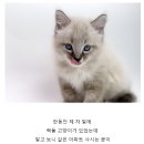 도그마루 강아지 고양이 동탄점 이미지