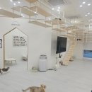캣플헤븐 엘리스빌 인천서구점 | 인천아기랑갈만한곳 캣플헤븐 루원시티인천점, 고양이덕후 36개월 아기랑 다녀왔어요!🐾