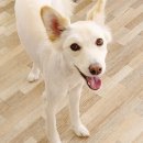 소답동237 이미지