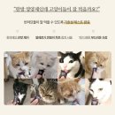 산수유동물병원 | 지금 급여 중인 츄르, 멈추세요! 진짜 '괜찮은' 고양이영양제 알려드릴게요.