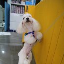 수애견미용실 이미지