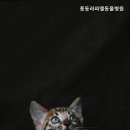 풍동 라파엘동물병원