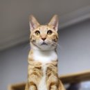 송이세탁소 이미지