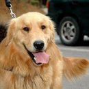 해리네 포터 이미지